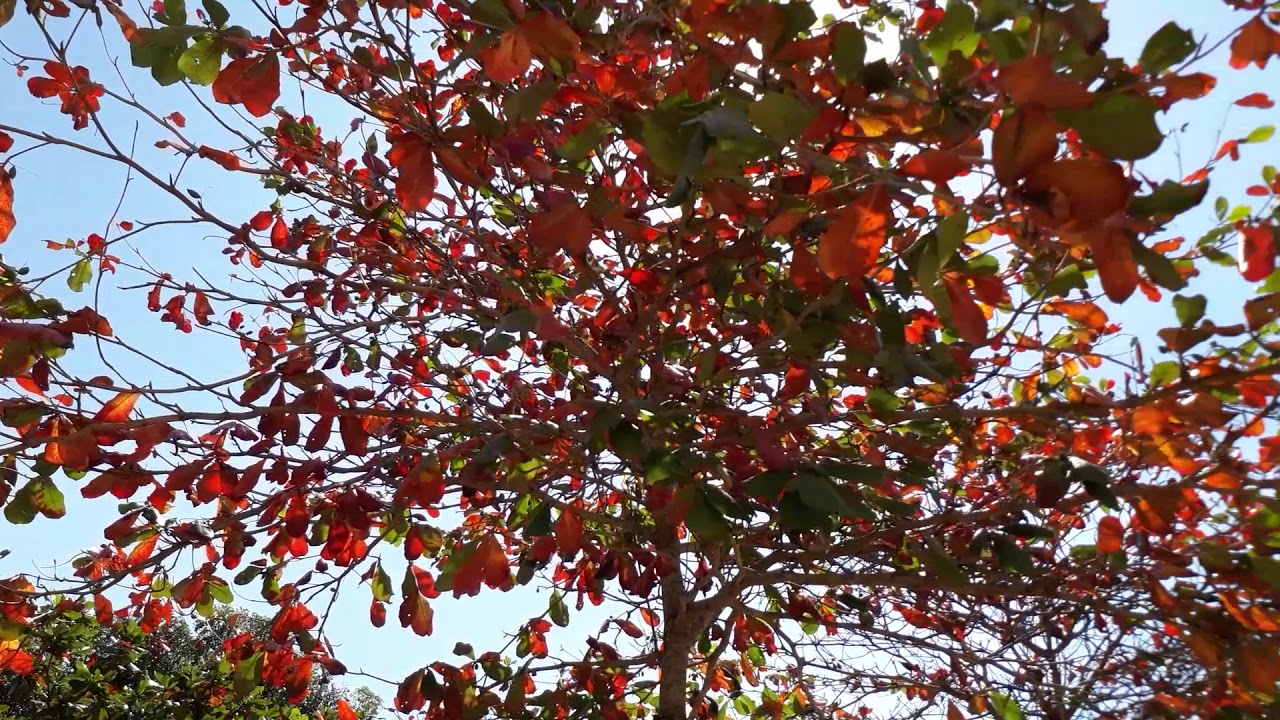 Cây bàng mùa lá đỏ
