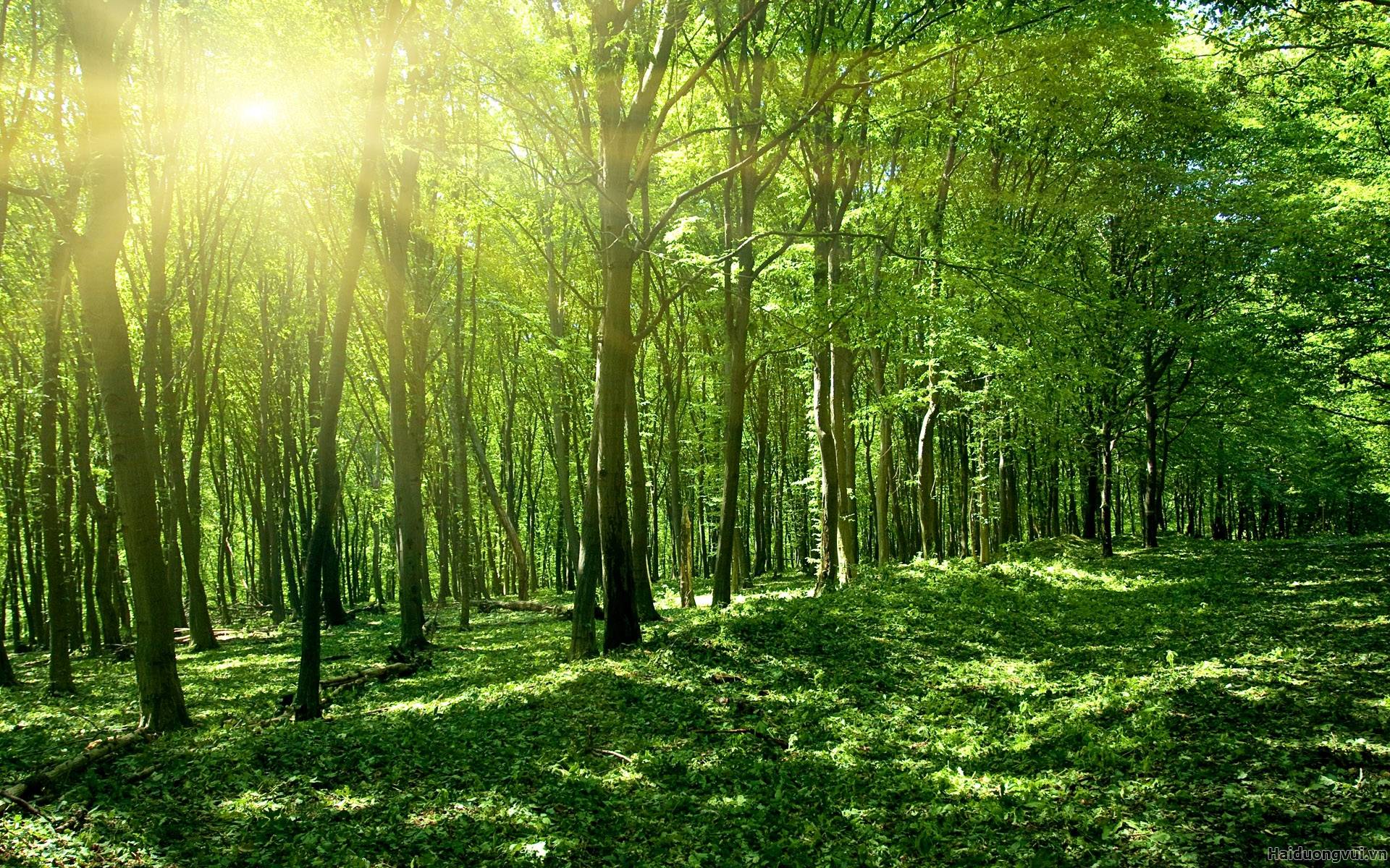 Rừng là lá phổi xanh của trái đất, của nhân loại