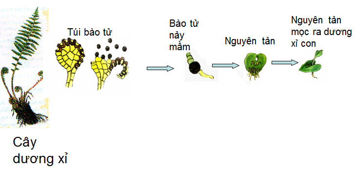 Ví dụ giai đoạn sinh sản bằng bào tử của rêu
