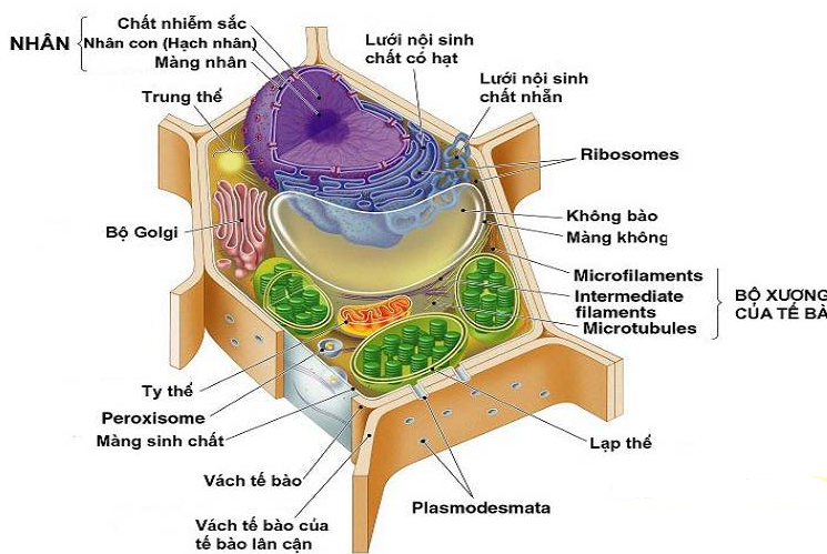 Tế bào nhân thực