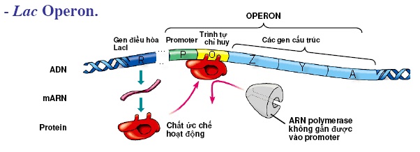 Cơ chế điều hòa hoạt động của operon Lac khi môi trường có Lactozo - điều hòa hoạt động gen