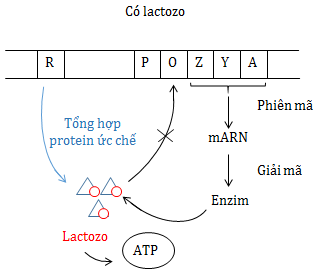 Điều hoà hoạt dộng của gen trong môi trường có Lactozo