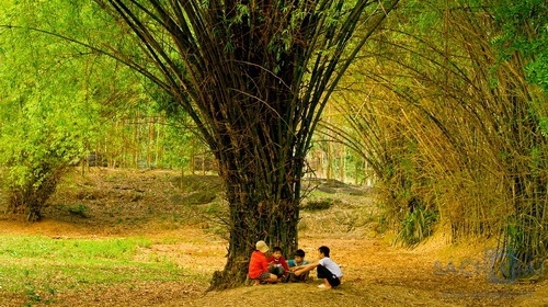 biểu cảm cây tre Việt Nam