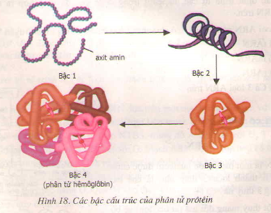 lý thuyết protein lớp 9